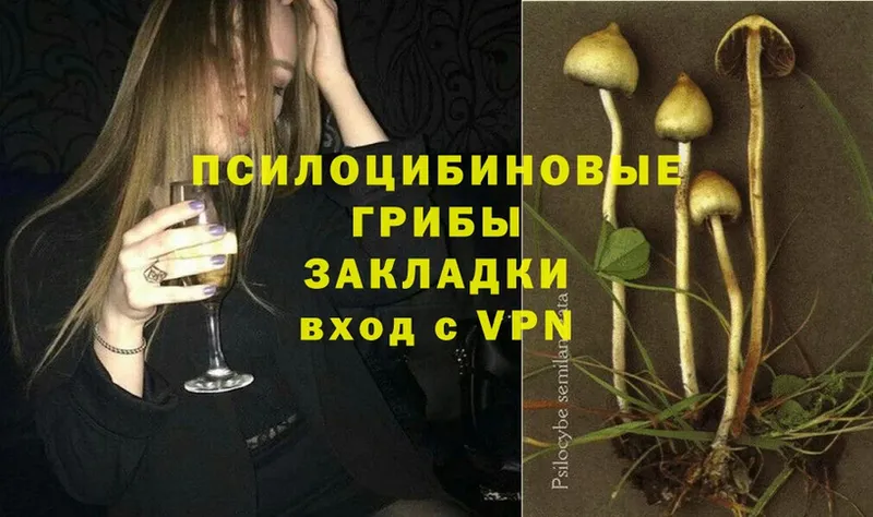 гидра   Кушва  Псилоцибиновые грибы Psilocybe 